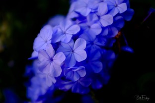 Blue soft focus flowers