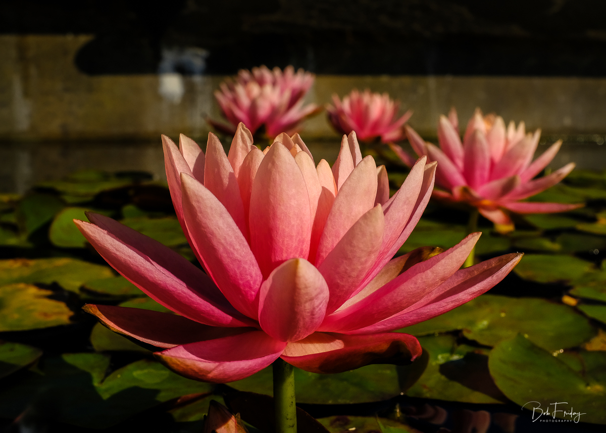 Water Lilies